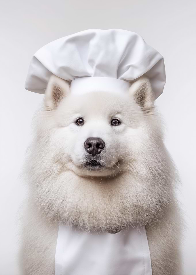 Samoyed Dog Chef