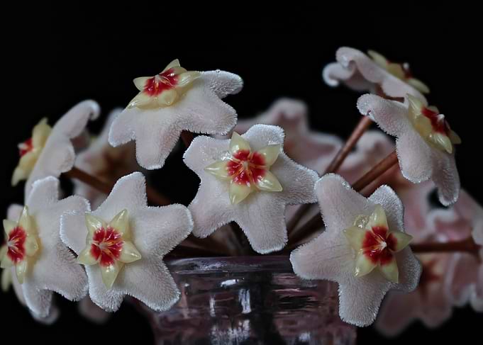 Hoya Flowers in a Pink Vase
