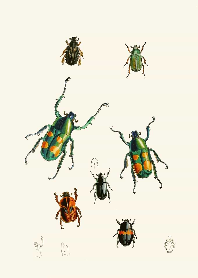 Vintage Insect Illustrations by: John Obadiah Westwood