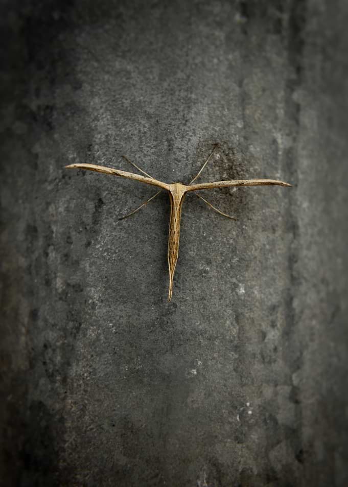 Stick Insect on Textured Surface