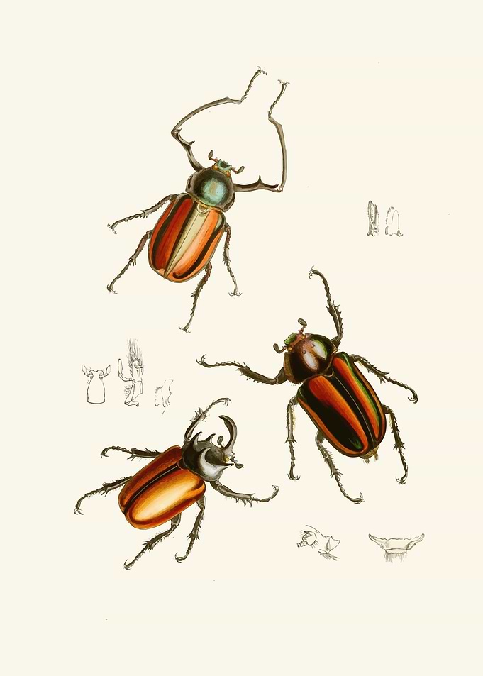 Vintage Illustration of Beetles by: John Obadiah Westwood