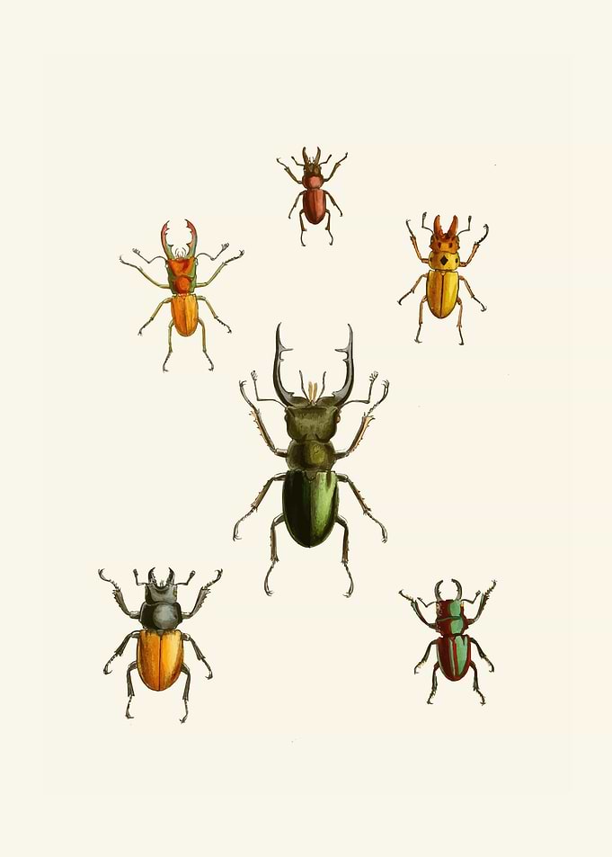 Collection of Beetles Illustration by: John Obadiah Westwood