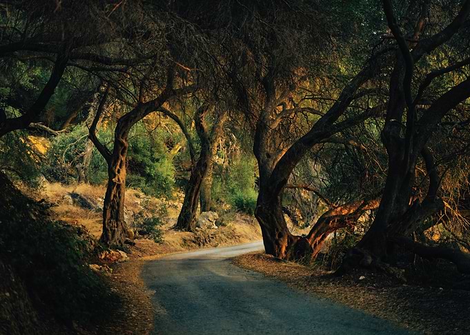Winding Road Through Ancient Olive Grove