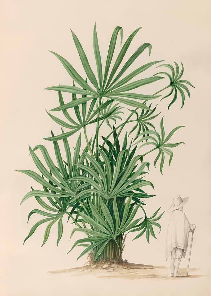 Botanical Illustration of a Large Plant with a Person by: Charles Empson