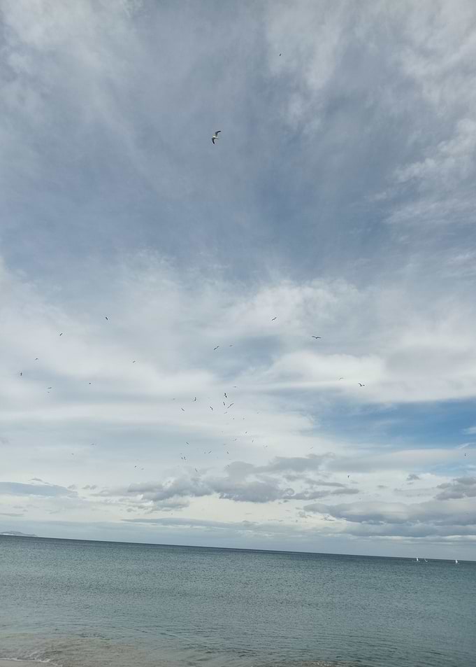 Seagulls flying over the ocean