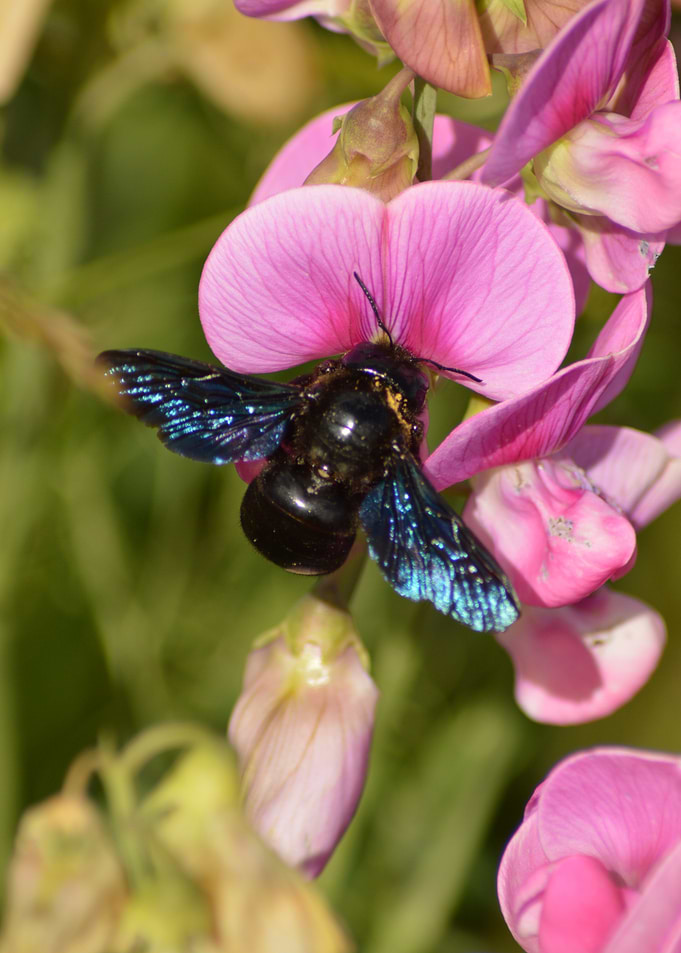 Blue Wings — Garden Treasure