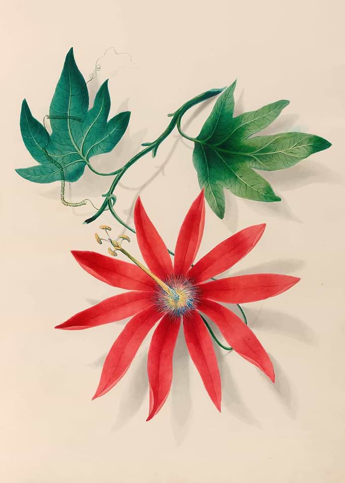 Red Passion Flower with Green Leaves by: Charles Empson