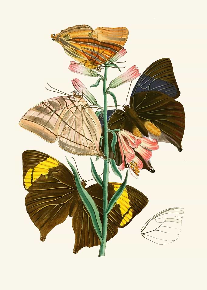 Vintage Butterfly and Flower Illustration by: John Obadiah Westwood