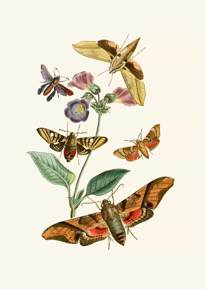 Vintage Moth and Flower Illustration by: John Obadiah Westwood