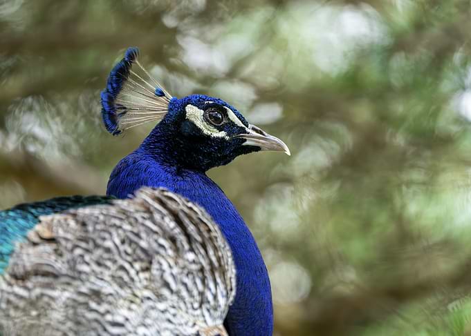 Close-up of a Peacock's Head