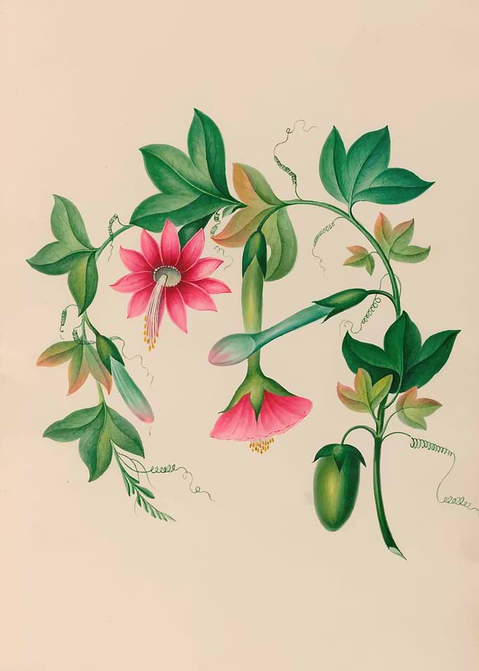 Botanical Illustration of Passion Flower