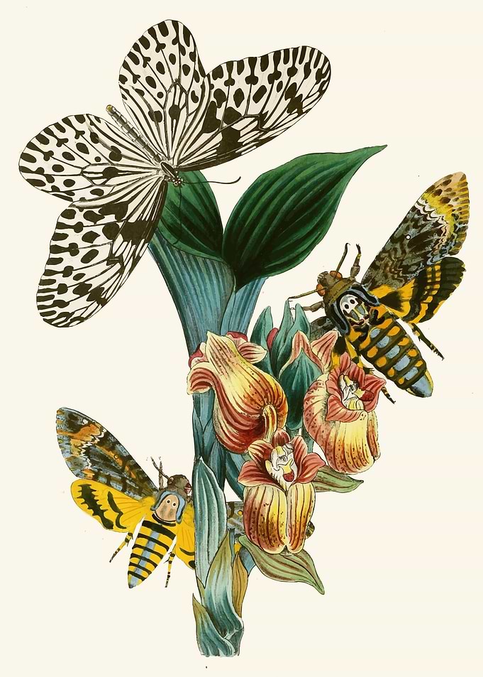 Butterflies and Moths on Flowers by: John Obadiah Westwood