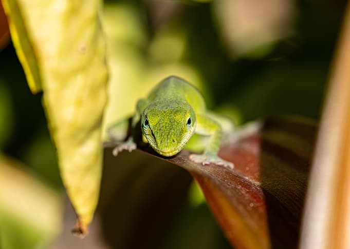 Green Anole Lizard on Leaf