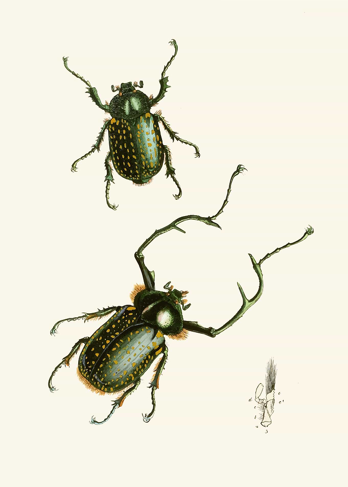Vintage Illustration of Two Beetles