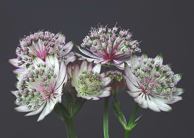 Astrantia Flowers Close-up