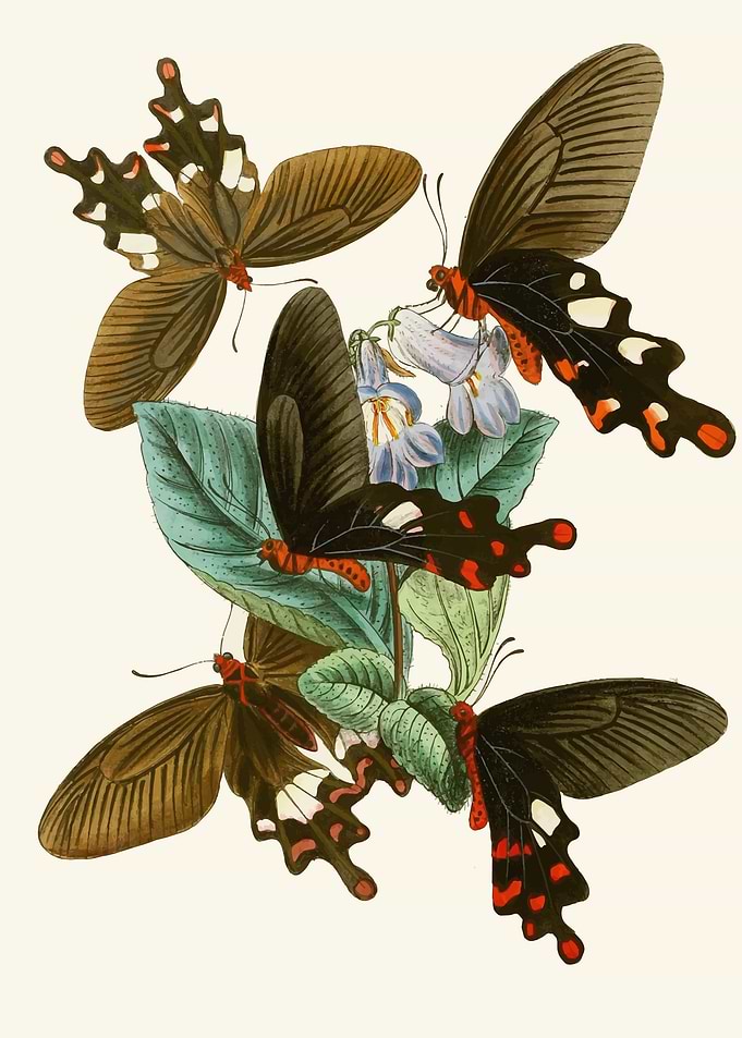 Vintage Butterflies and Flowers Illustration by: John Obadiah Westwood