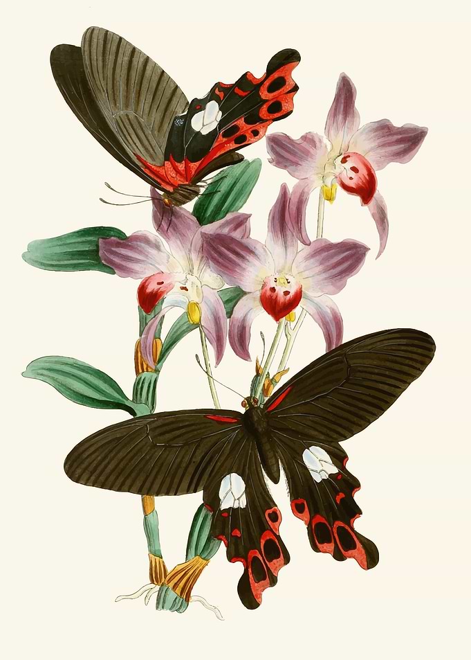 Butterflies and Orchids Illustration by: John Obadiah Westwood