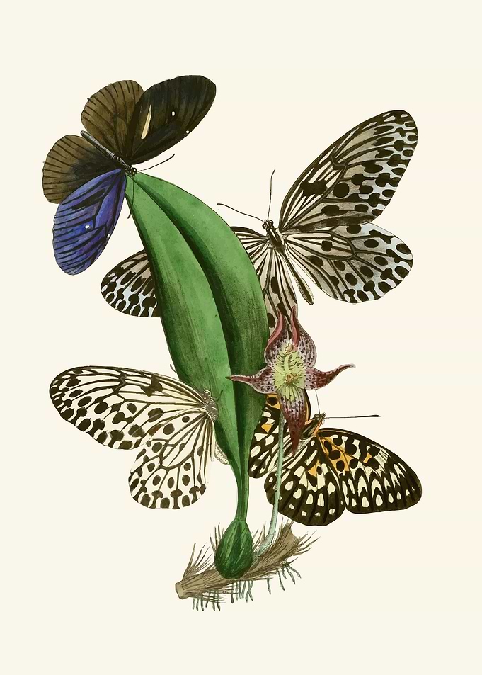Butterflies and Orchid Illustration by: John Obadiah Westwood
