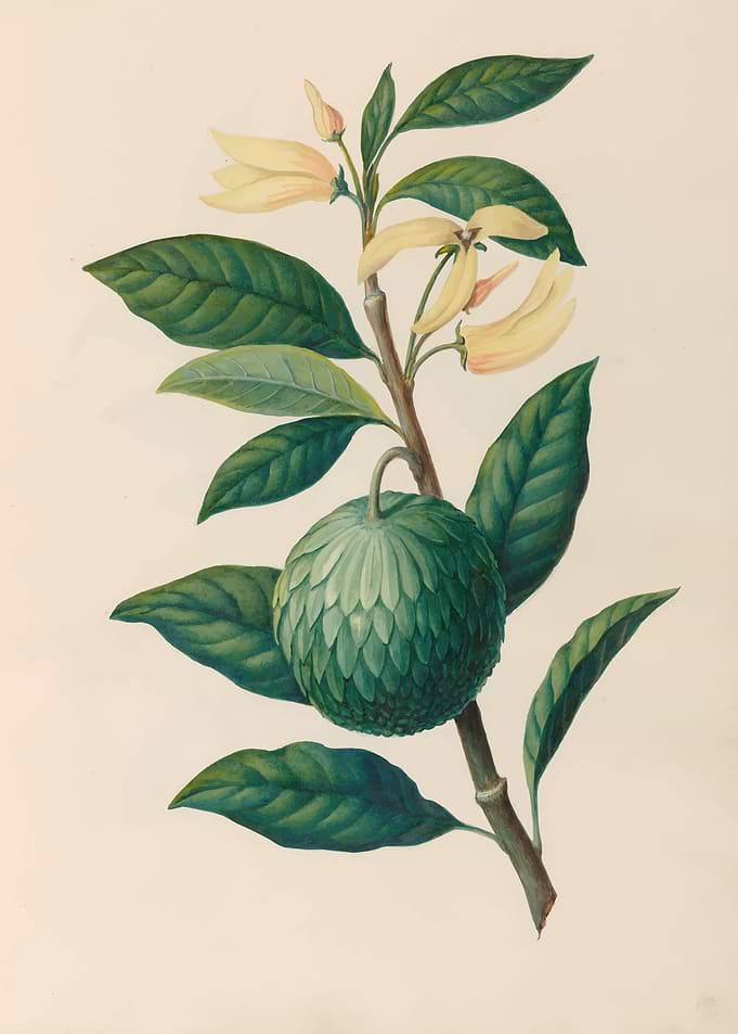 Botanical Illustration of a Fruit and Flowers by: Charles Empson