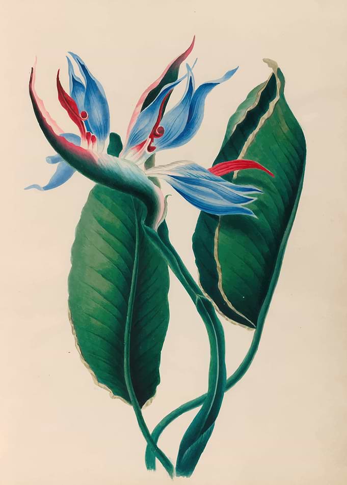 Exotic Bird of Paradise Flower Painting by: Charles Empson