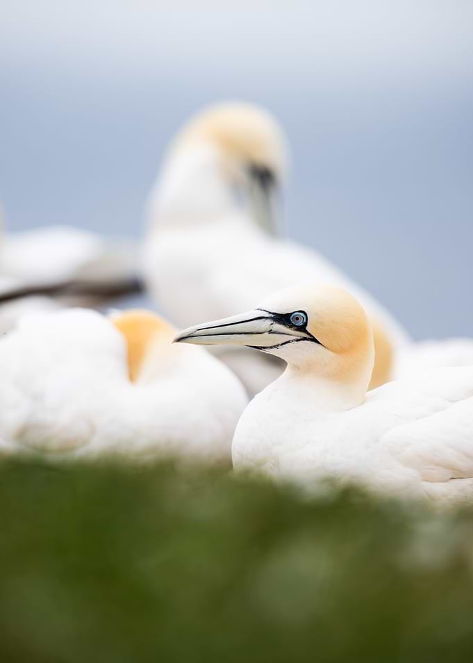Gannets on a grassy cliff