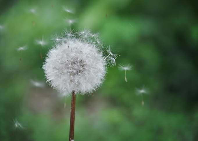 Dandelion seeds blowing in the wind