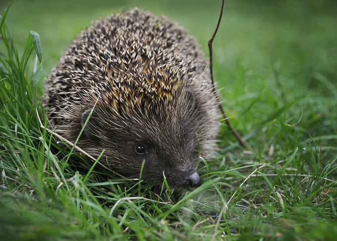 Hedgehog in green grass