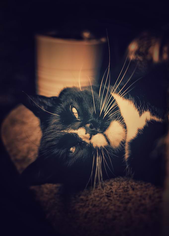 Black and white cat lying down