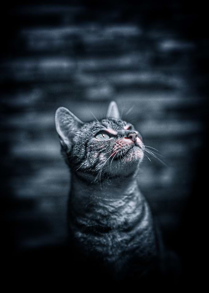 Mysterious Cat Looking Up