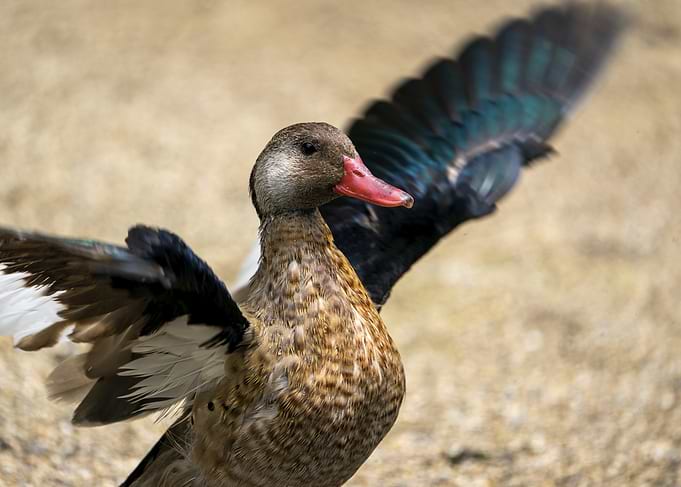 Duck with wings spread