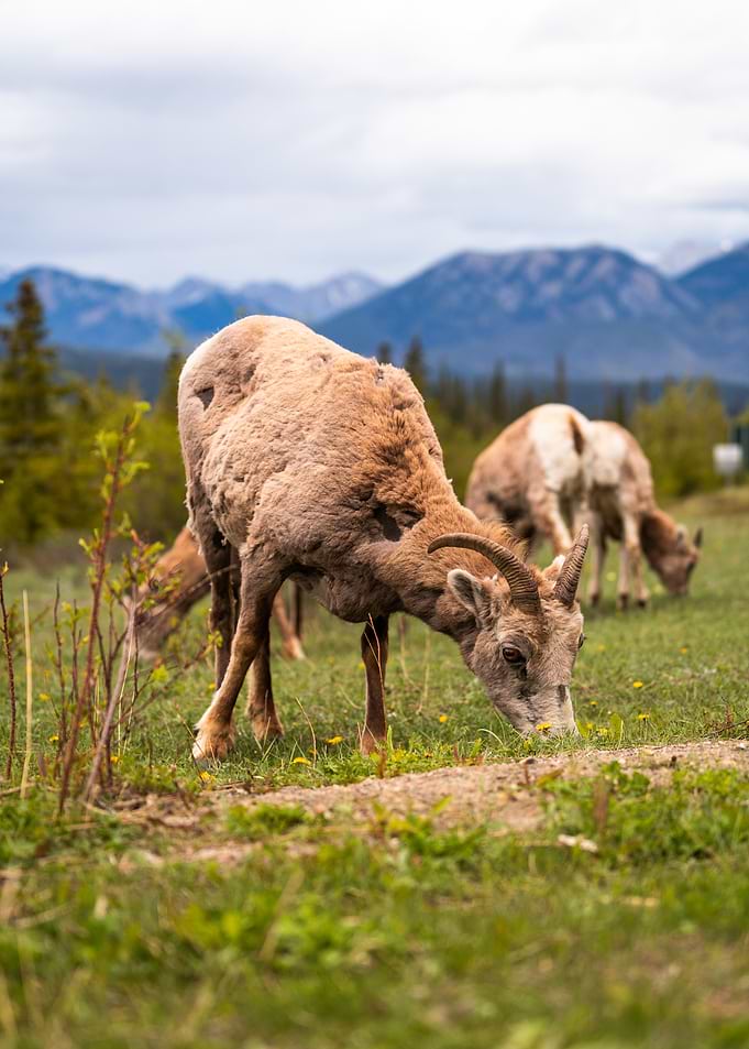 Bighorn Sheep Grazing in Mountains