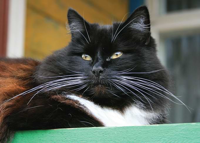 Black and white cat with yellow eyes