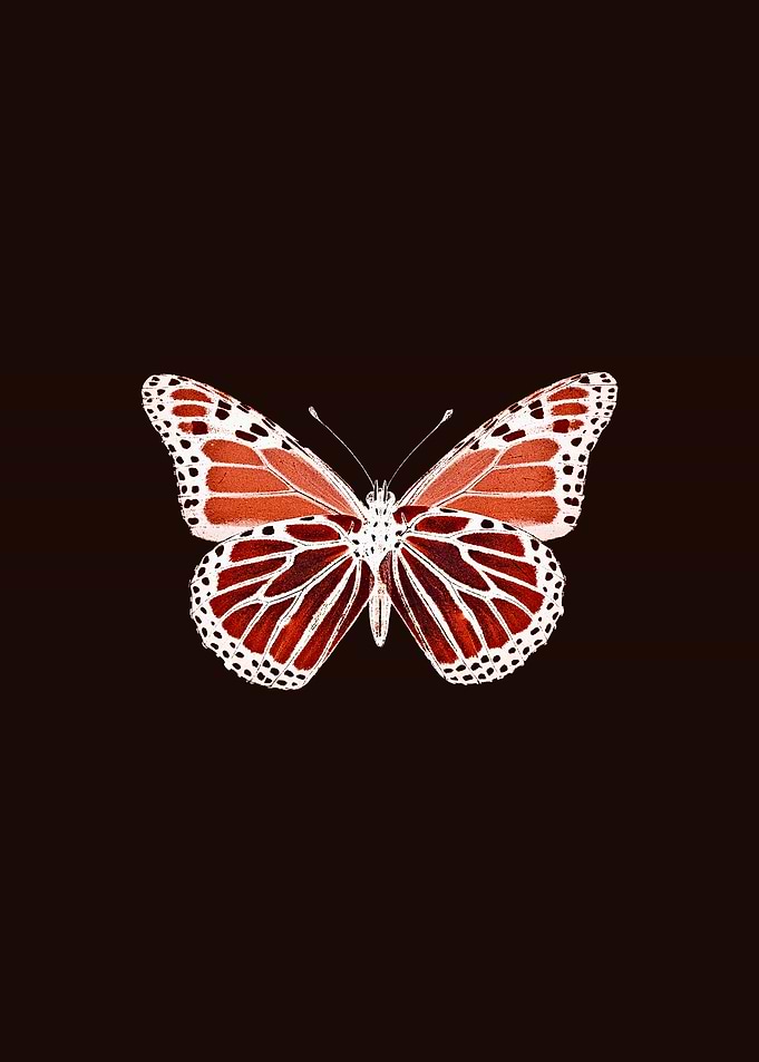 Orange and Red Butterfly