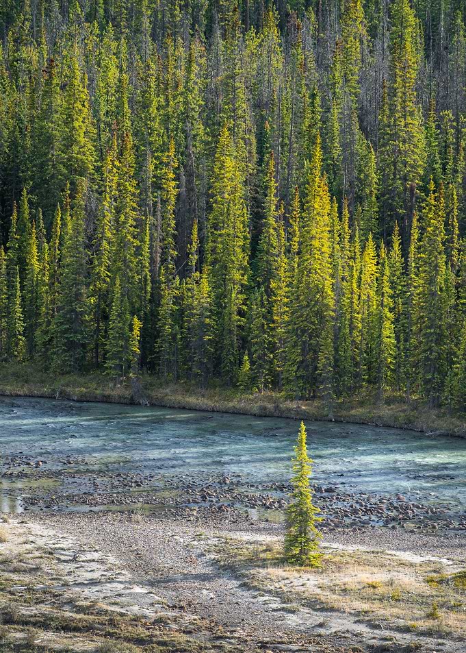 Lone Tree by a Forested River