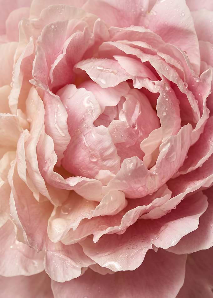 Blush Peony Bloom