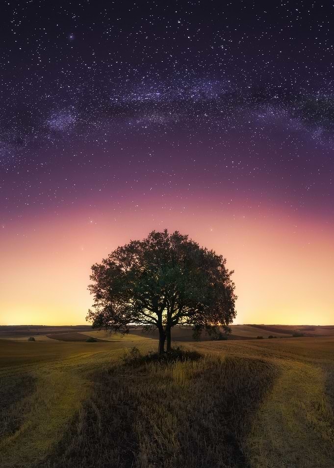 Lone Tree Under Starry Sky