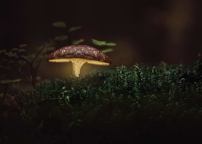Glowing mushroom in mossy forest