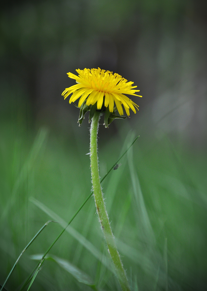 One Yellow Dandelion in Green Grass