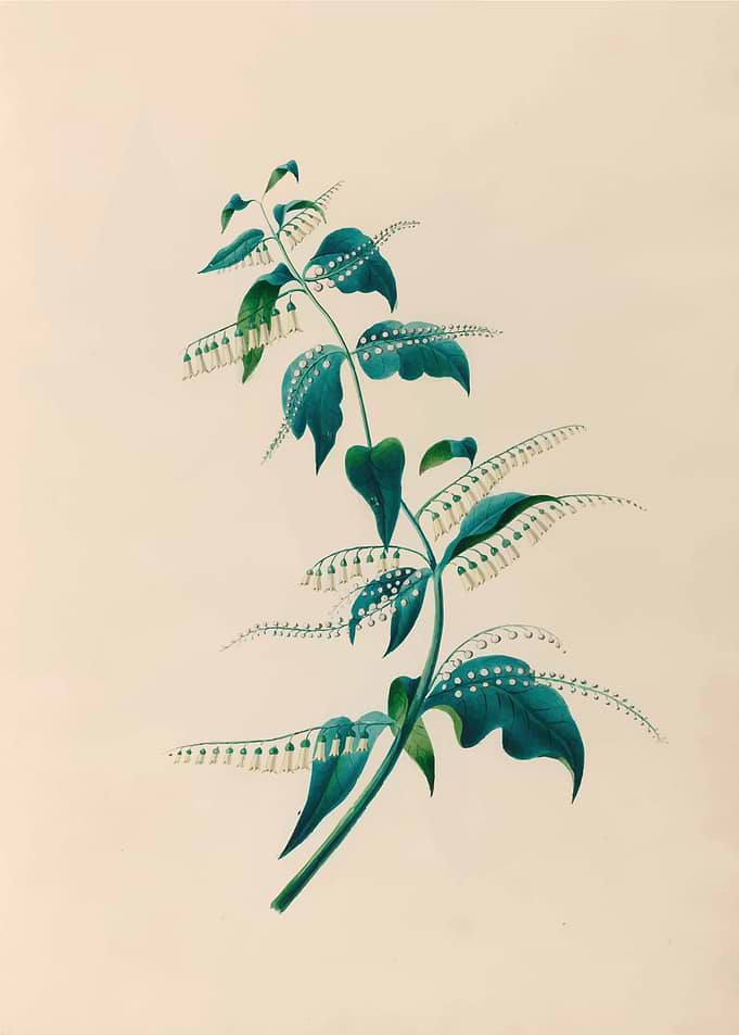Botanical Illustration of Solomon's Seal