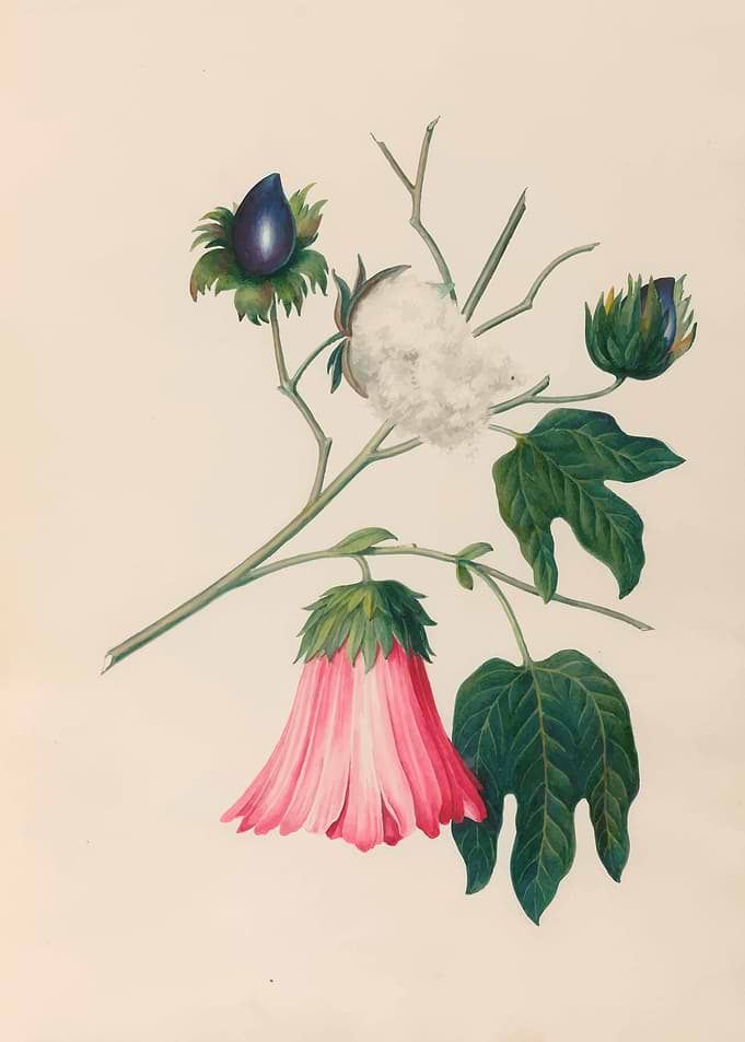 Botanical Illustration of Cotton Plant by: Charles Empson