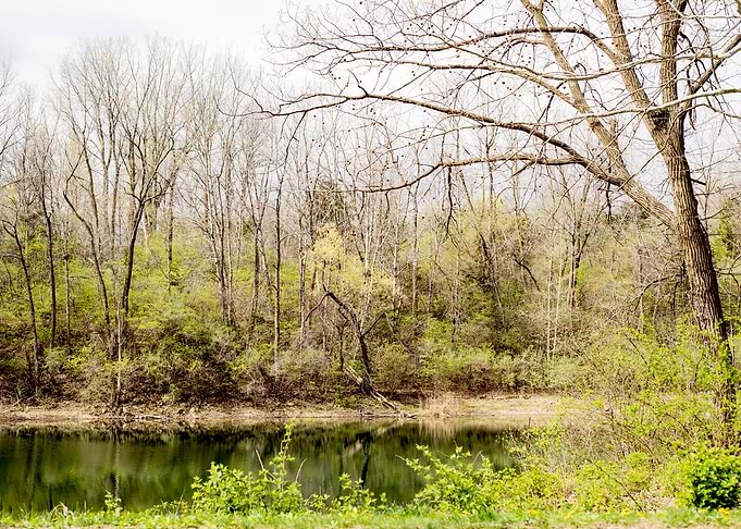 Tranquil Pond in a Forest