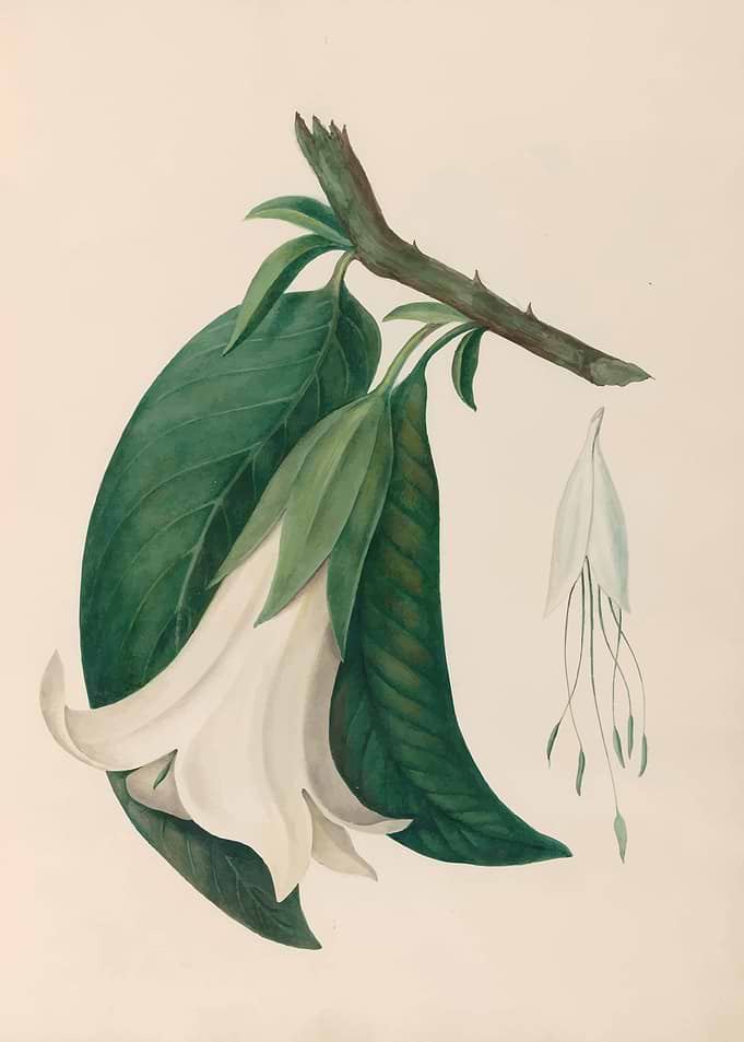 White Bell Flower on Branch by: Charles Empson
