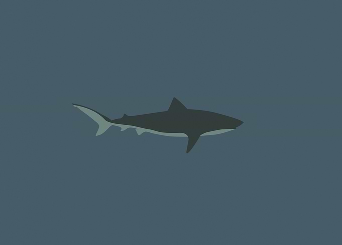 Oceanic Minimalism Tiger Shark Navy Blue Art