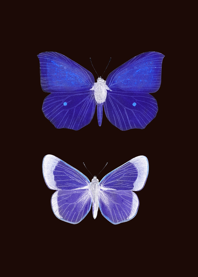 Two Blue Butterflies on Dark Background