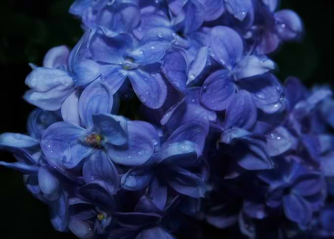 Abstract Close-up of Dewy Blue Lilac Blossoms