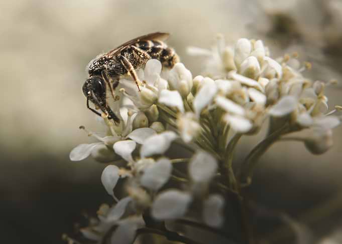 Bee on white flowers
