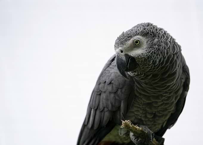 African Grey Parrot on a Branch