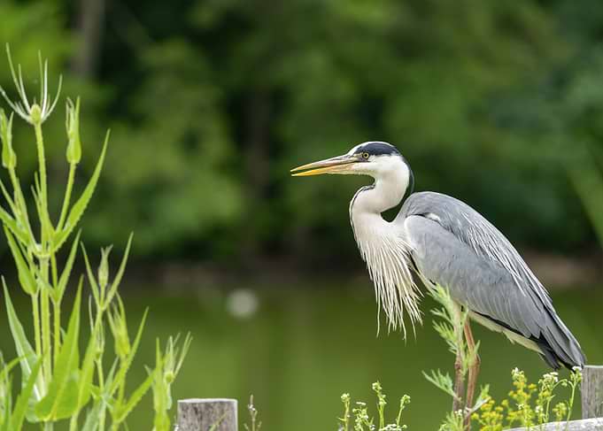 Heron perched on a branch