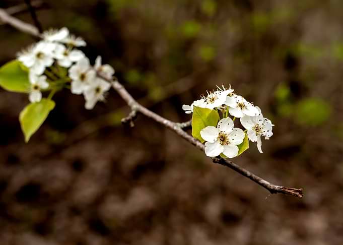 Delicate White Cherry Blossoms on a Branch
