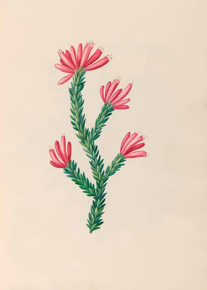 Pink Flowers on Green Stems by: Charles Empson